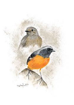 Red Start Study